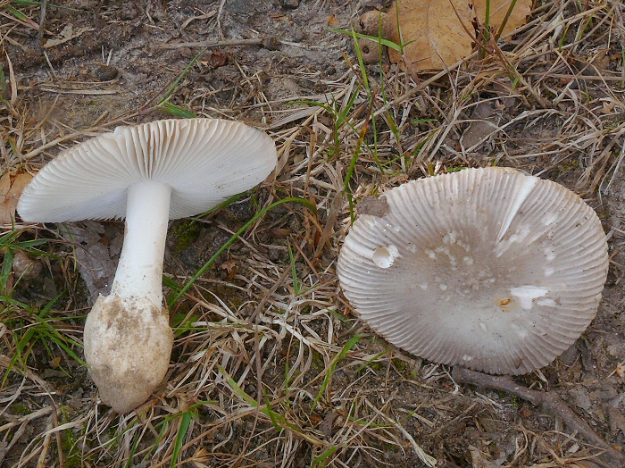 Amanita Argentea 03